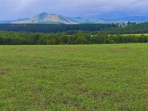 Parcelas Camino A San Fabián De Alico, Rol Propio, 5000m2