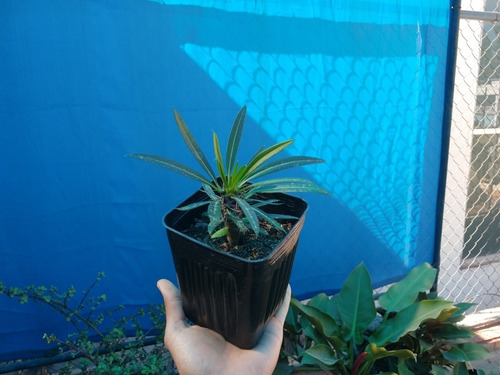 Planta - Pachypodium Lamerei