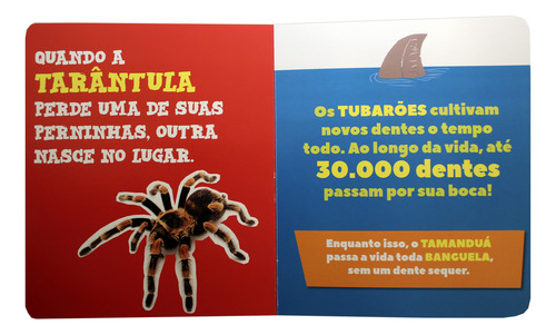 Kit Lucas Neto