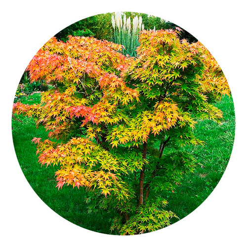 Acer Palmatum 1.50 M. Aprox, Maple Japonés, Arce Palmatum