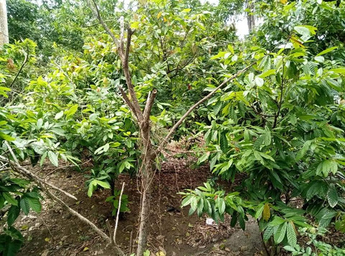 Se Vende Finca En Puerto Plata Altamira 