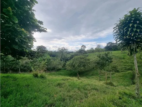 Finca Para La Venta Entre Quimbaya Y Filandia Con Excelenteubicación
