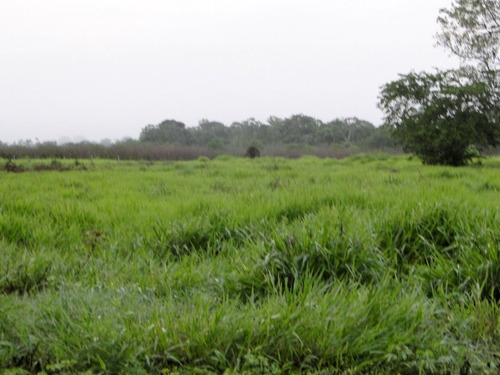 Fazenda Com 21.000 Hectares Em Corumbá - Ms