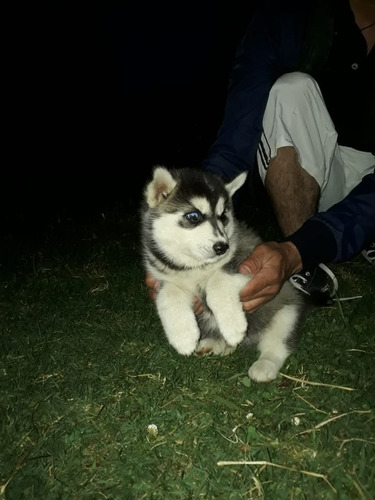 Cachorros Husky Siberiano Mascotas Rionegro Medellín Bogota