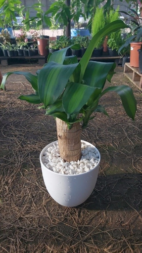 Imagen 2 de 10 de Palo De Agua Con Maceta Y Piedritas!!!