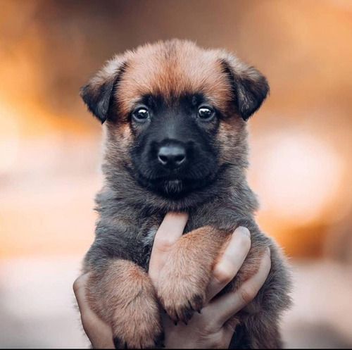 Cachorros Pastor Belga Malinois Perros Pet Dog Medellín