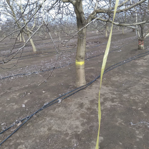 Campo Frutícola En Venta En Linares