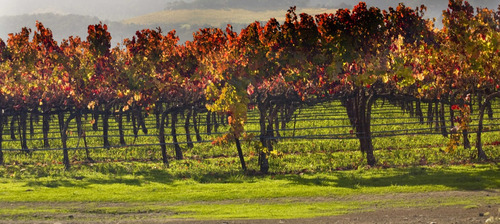 Mevi - Cabernet Sauvignon Rosado