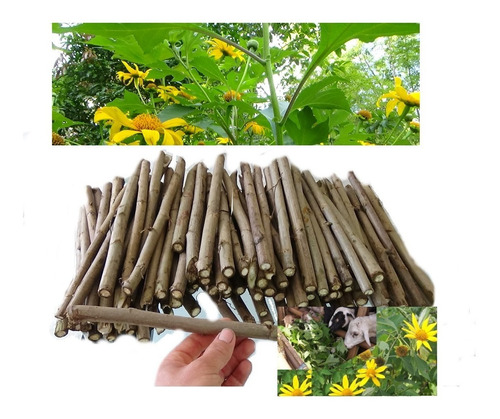 100 Estacas Esquejes Boton De Oro 25 Cm +manual Pdf