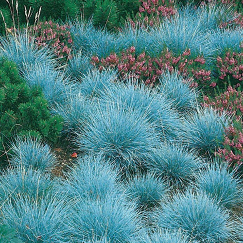 100 Semillas De Festuca Glauca, Pasto Azul