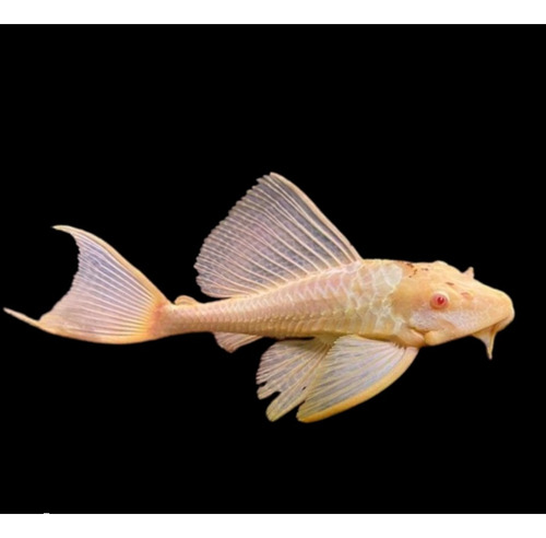 Pez Limpiavidrio Pleco Albino Ptertgoplichthys Gibbiceps Var Blanco