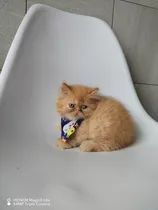 Comprar Hermosos Gatitos Persas Macho Naranja Y Hembra Blanca Carnet
