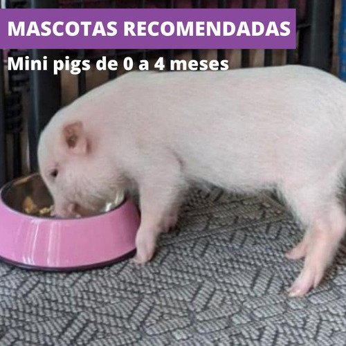 Mazuri Mini Pig Youth Alimento Para Mini Pig Joven 11.3 Kg