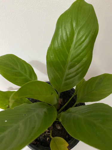 Imagen 6 de 6 de Lirio De La Paz O Cuna De Moisés Planta