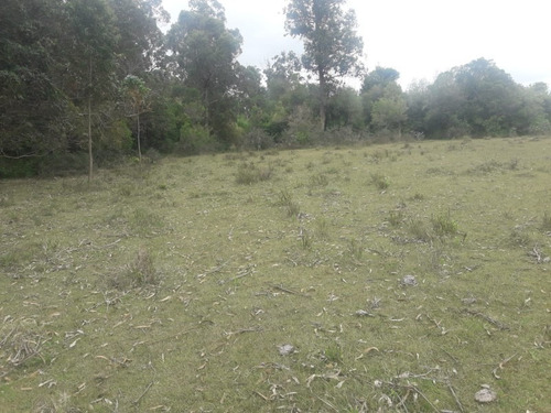 Campo De 12 Has En Paraje José Ignacio. Consulte !!!!!- Ref: 1372