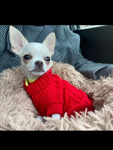 Ropa Tejida Para Mascotas Pequeños