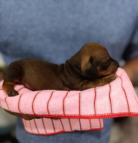 Perros Salchichas