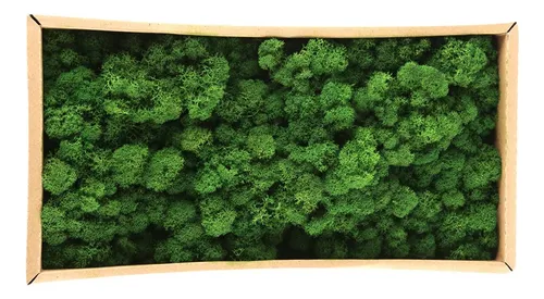 Fruit Green / 500g Decorative Moss Preserved Durable Natural
