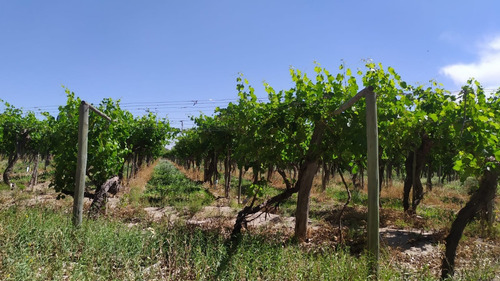 Imagen 2 de 15 de 96 Has Viñedos Y Frutales En Medrano