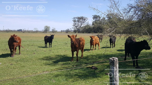 Imagen 17 de 22 de Chacra De 28 Has En Venta - Casco Y Producción
