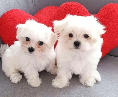 Imagen 1 de 3 de Bichon Maltes Mini A 350 Por Cada Perrito