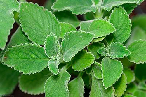 Boldo Do Chile (peumus Boldus) 100 Gr Erva Seca Para Chá