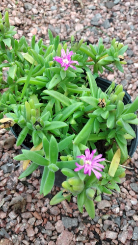 Planta De Rocio Rayito Sol Colgante Miniatura Rosado O Blan