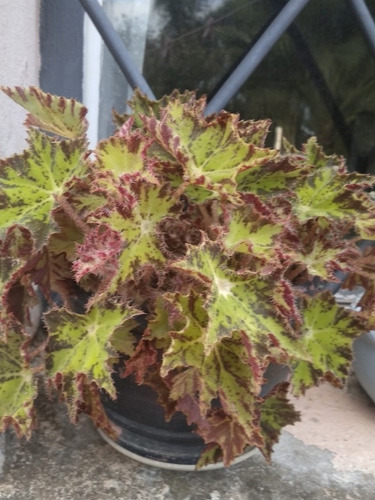 Begonia Tigris Crespa Aterciopelada | Cuotas sin interés