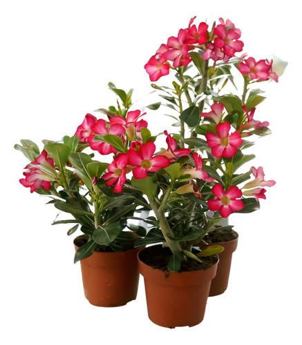 Planta Rosa Del Desierto Mineral Para Que Sirve