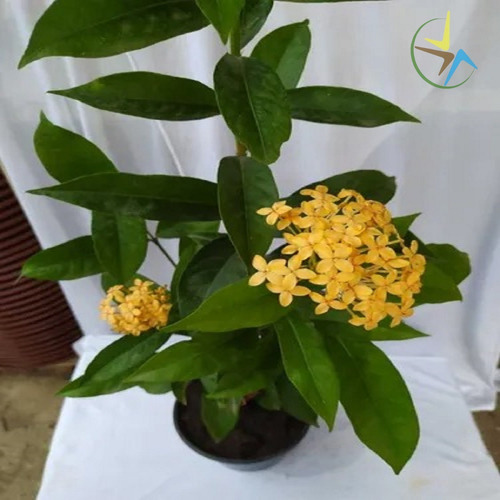 Ixora Midi Real Ou Africana Flor Amarela - De 50cm A 70cm | Parcelamento  sem juros