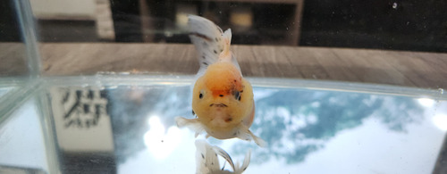Pez Oranda Cabeza De Leon .5 Calico 2 Gris