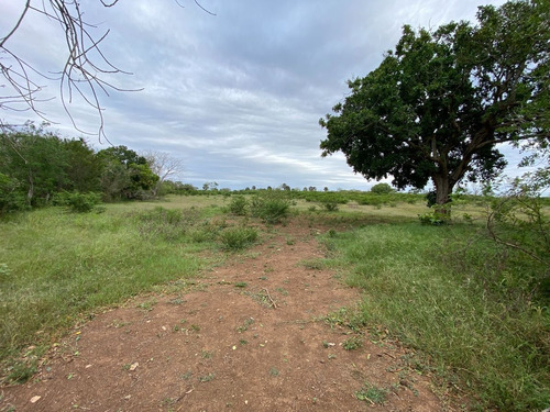 Rancho Ganadero En Tizimín, Yucatán