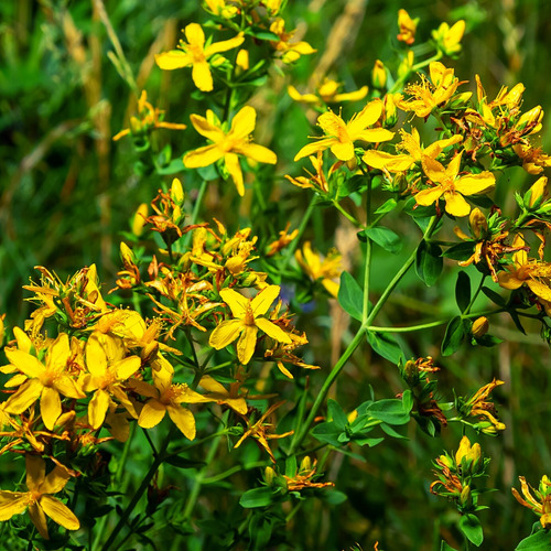 Semillas Hiperico Nativo Patagonia ° Medicinal °