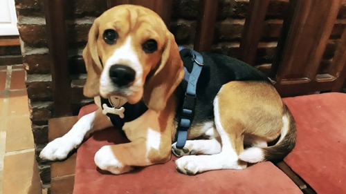 Servicio De Beagle Tricolor Busca Novia