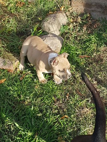 Imagen 4 de 5 de Vendo Cachorros Am Bully Exelentes !!