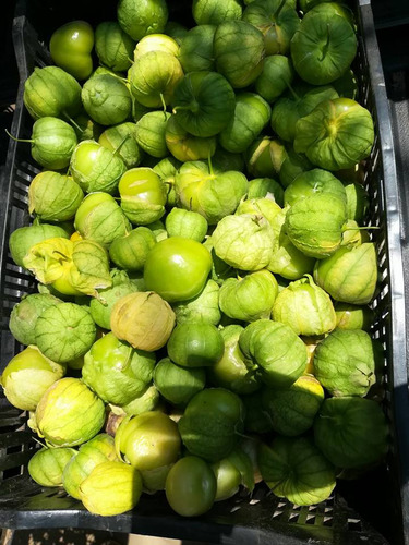 Semilla De Tomatillo Verde Siqueiros F1 Peletizada 25 Millar