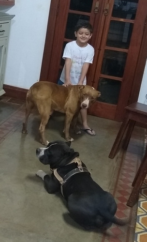 Imagem 3 de 5 de Américam Bully