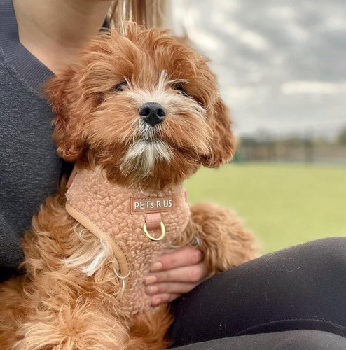 Arnés Para Perro Marrón Beige Totalmente Ajustable, Diseño D