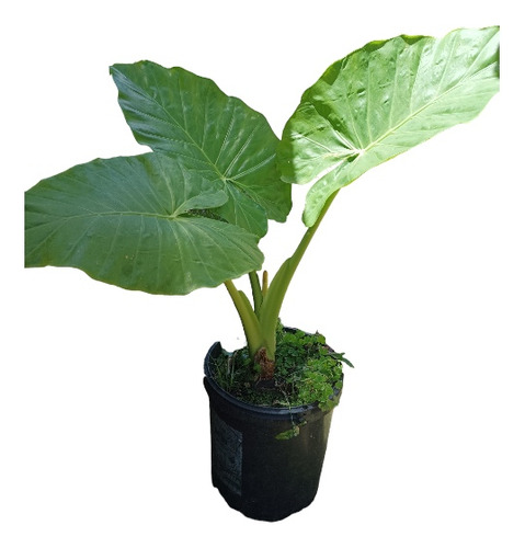 Planta Alocasia Envío Gratis 