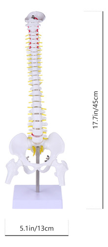 Training Spine Model Para Todo El Cuerpo