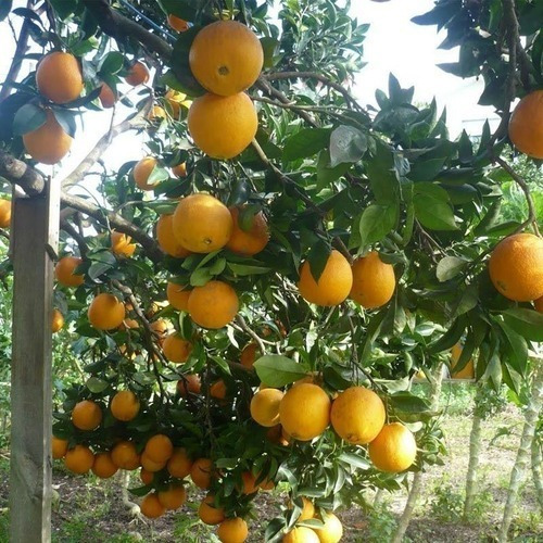Imagem 4 de 4 de Muda Laranja Bahia Enxertada (umbigo) Produz Em 1 Ano
