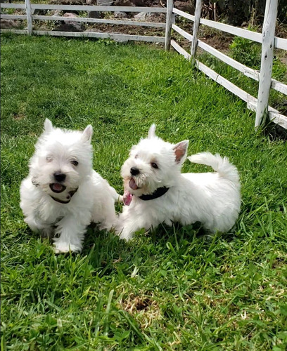 Hermosos  Westy Terrier  Puppies 