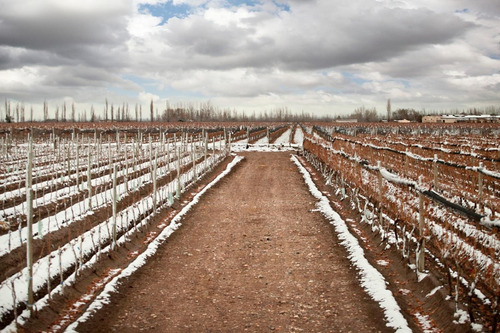 Terreno En Venta Viñedo 28 Has En Mendoza