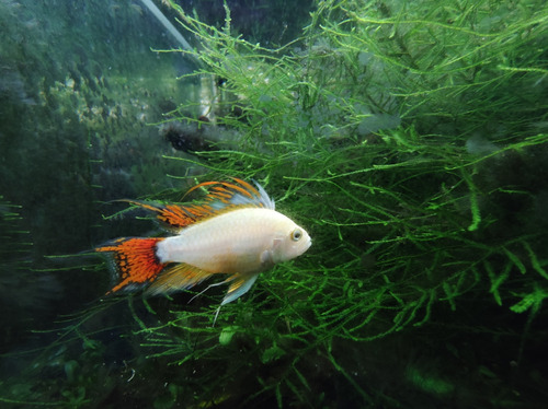 Apistograma Cacatuoides Double Red Gold ( Macho )