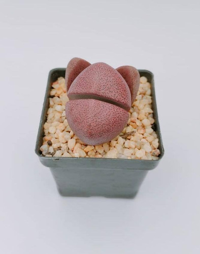 Suculenta Exótica Pleiospilos Nelii Royalflush Lithops 