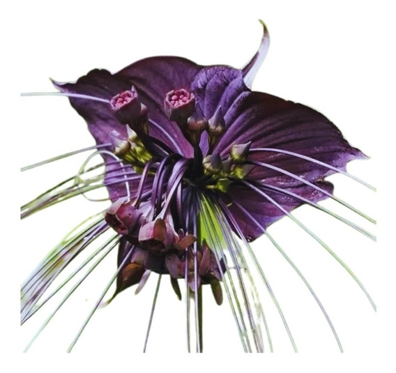 Muda De Orquídea Morcego - Tacca Negra - Tacca Chantrieri | Parcelamento  sem juros