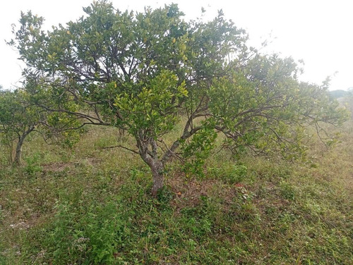 Venta De Terreno En Quintana Roo