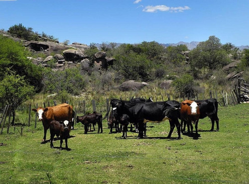 Imagen 16 de 25 de Excelente Campo Nativo De 103ha La Venta En Ojo De Agua!