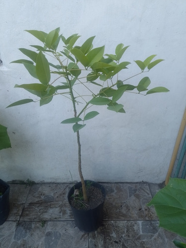 Árbol Del Ceibo