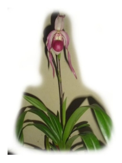 Planta Orquídea Sapatinho Adulta Phragmipedium Schroederae## | Frete grátis
